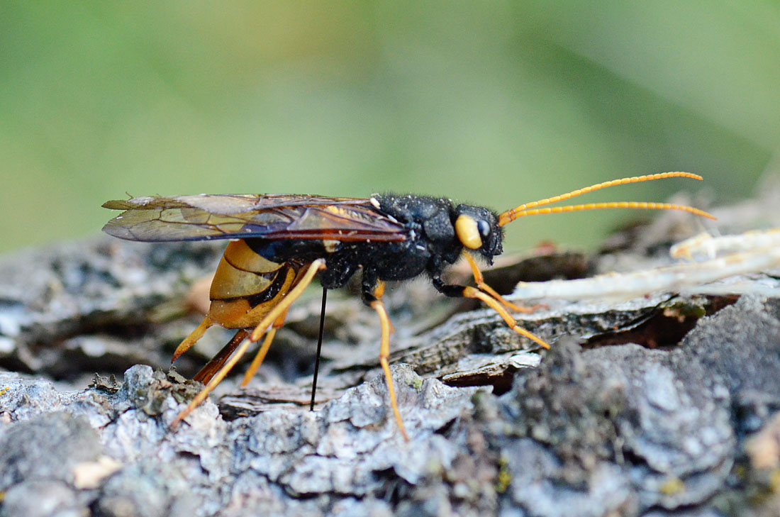 Urocerus gigas in deposizione